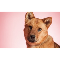 Savage Widetone Seamless Background Paper (#03 Coral) Savage Widetone Seamless Background Paper (#03 Coral)