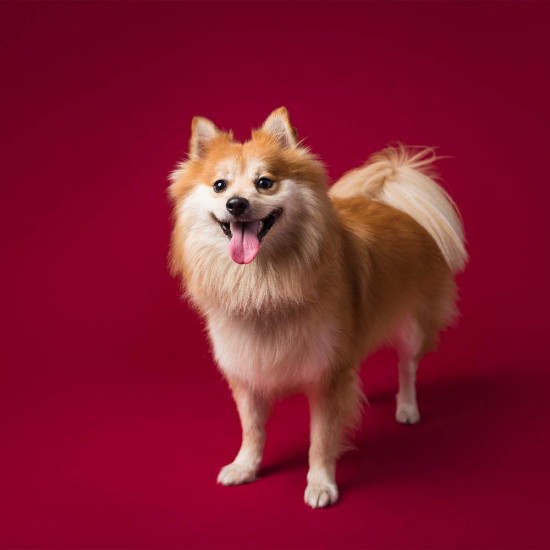 Savage Widetone Seamless Background Paper (#06 Crimson) Savage Widetone Seamless Background Paper (#06 Crimson)