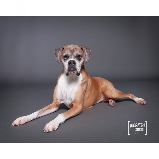 Savage Widetone Seamless Background Paper (#27 Thunder Gray) Savage Widetone Seamless Background Paper (#27 Thunder Gray)